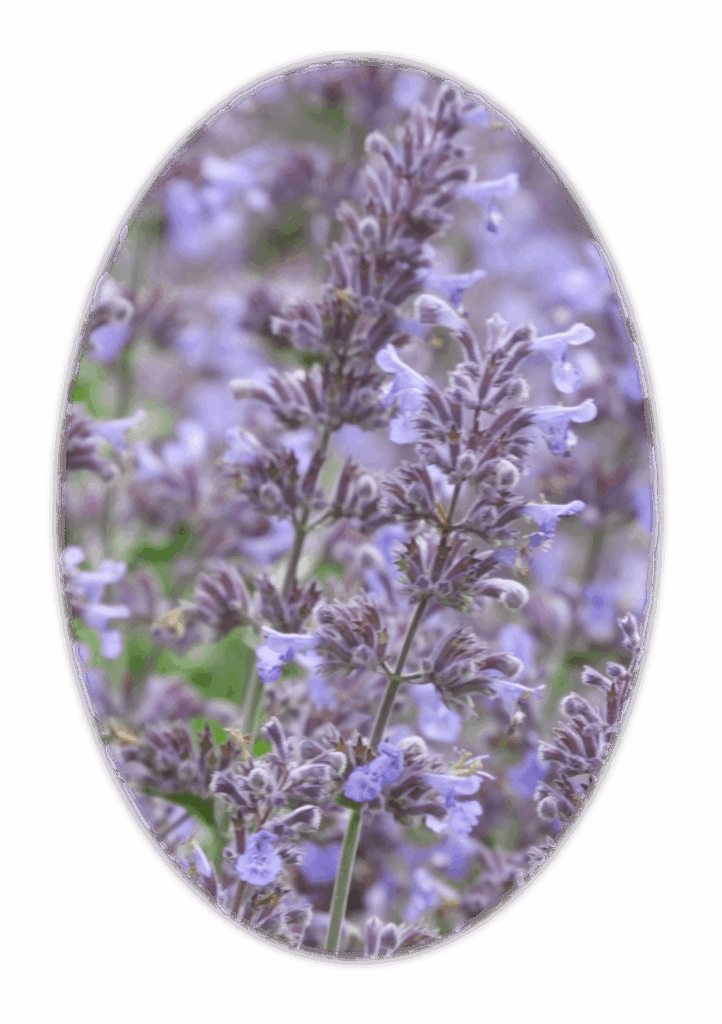Lavendel